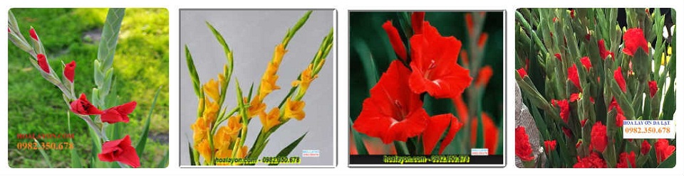 hoalayon.com hoalayon.com